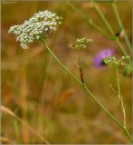 Pimpinella saxifraga. Верхушка побега с соцветиями. Тверская обл., Ржевский р-н, р. Волга, окр. переката Рождественский, заливной луг. 2 августа 2010 г.