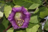 Cobaea scandens. Цветок. Красноярский край, г. Дивногорск, в культуре. 22.08.2023.