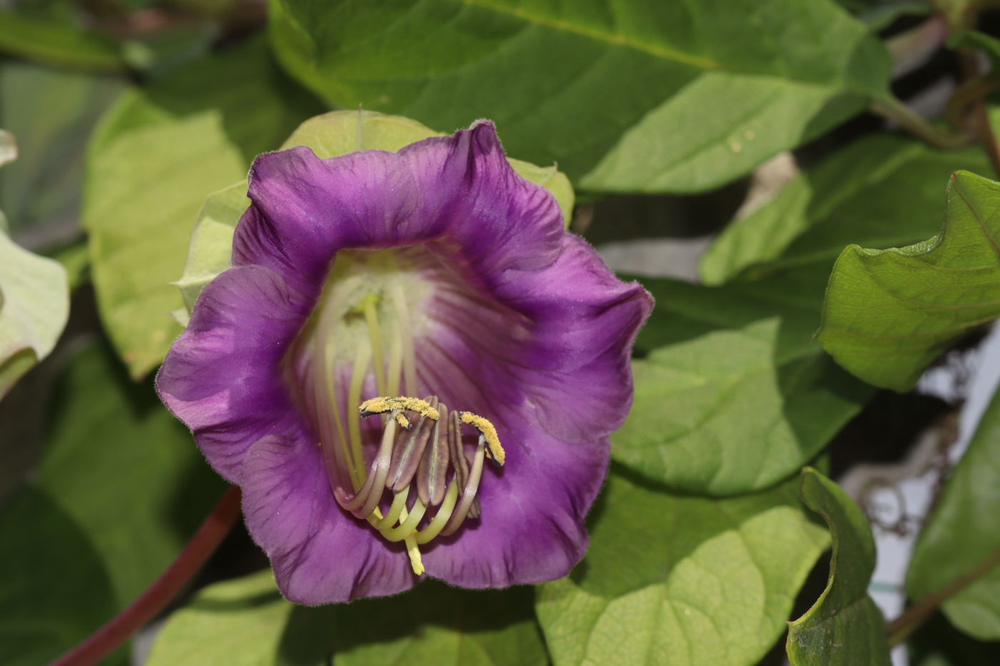 Image of Cobaea scandens specimen.