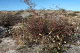 Spiraea hypericifolia