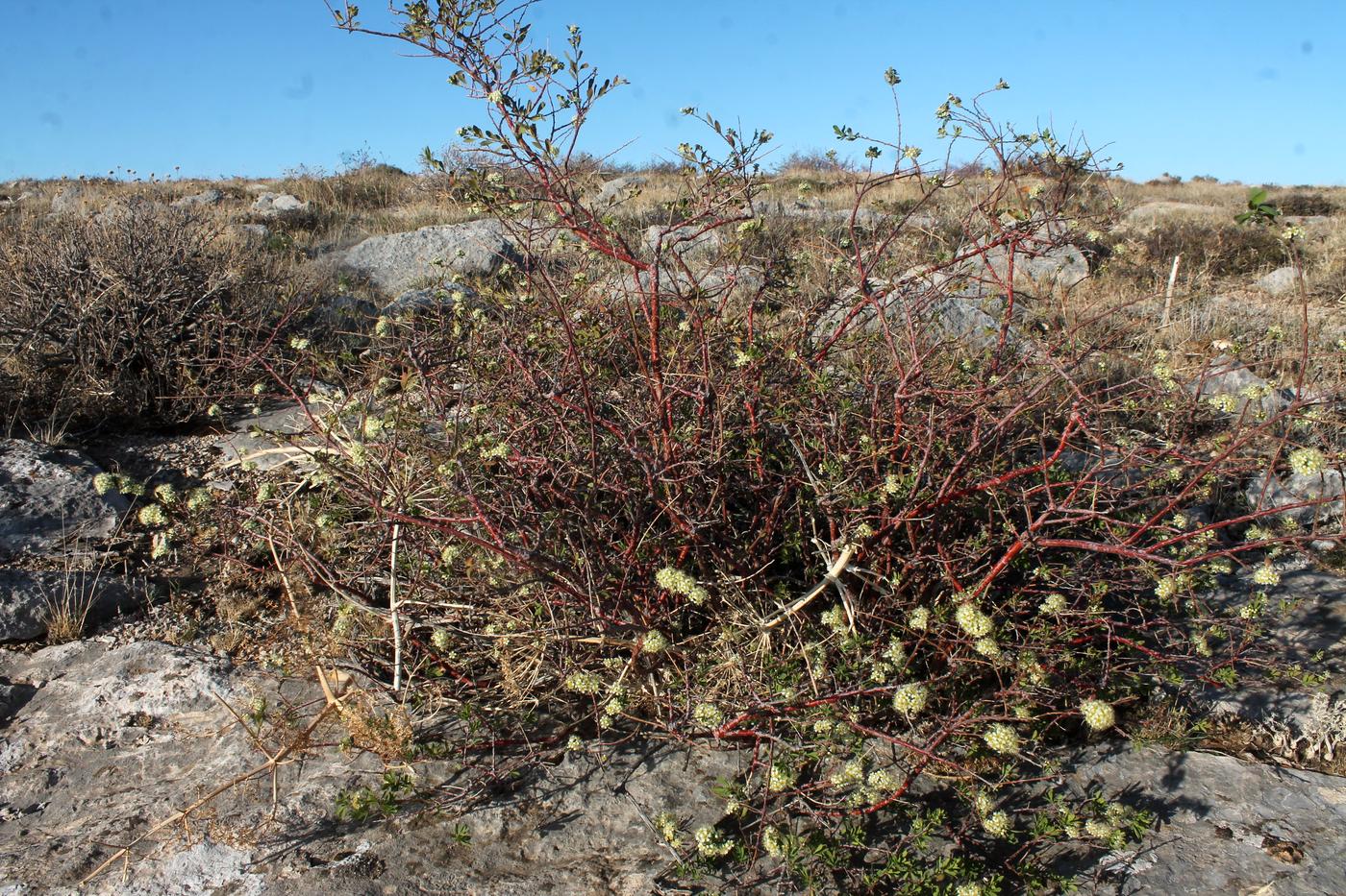 Изображение особи Spiraea hypericifolia.