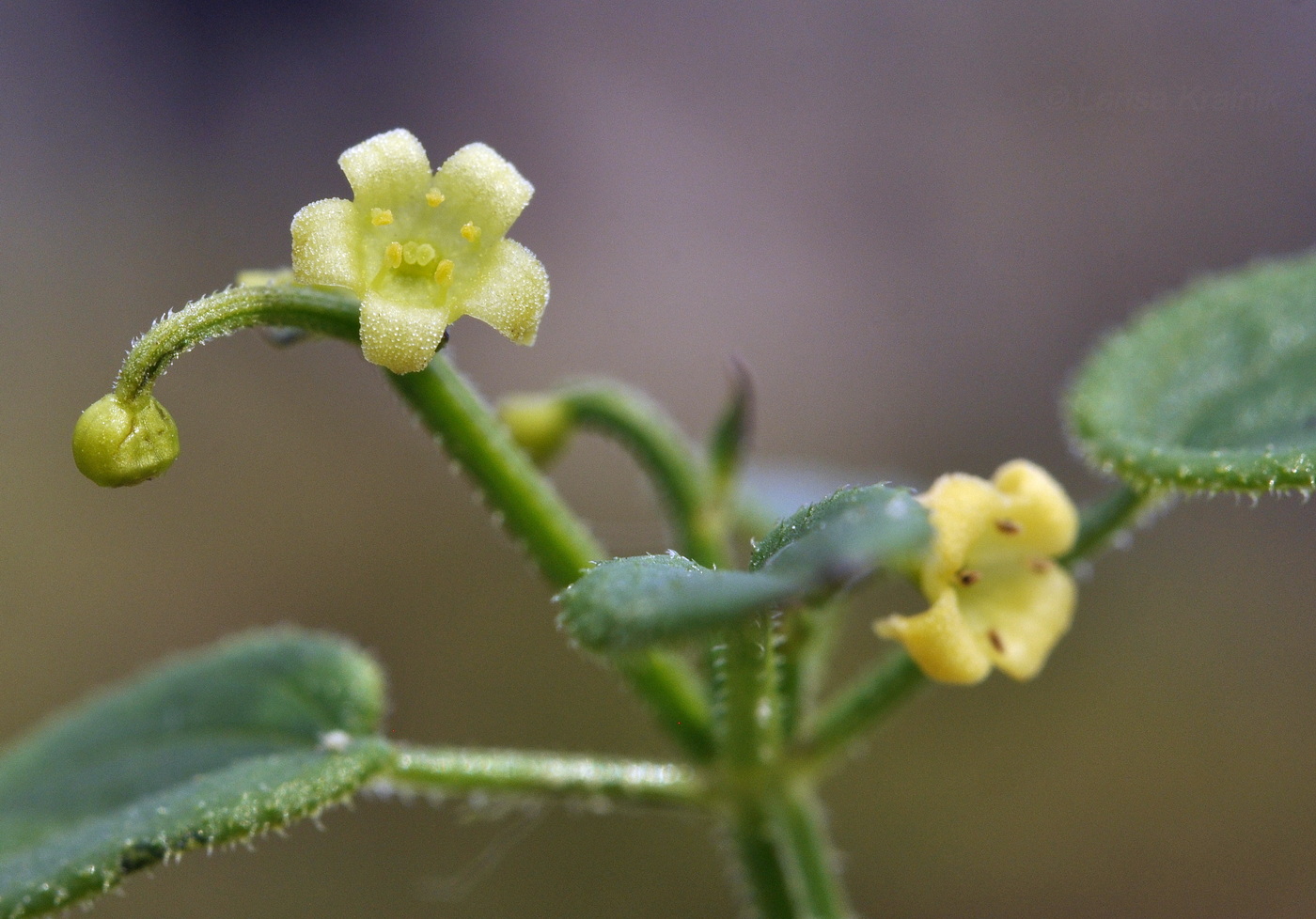 Image of Rubia cordifolia specimen.