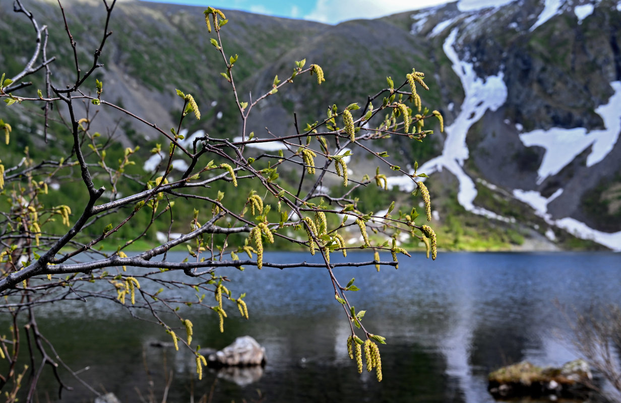 Изображение особи Betula tortuosa.