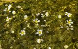 Ranunculus trichophyllus