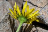 Doronicum oblongifolium. Соцветие (вид со стороны обёртки). Армения, обл. Арагацотн, гора Арагац, берег оз. Кари, ≈ 3200 м н.у.м., каменистый склон. 20.06.2022.