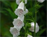 Digitalis purpurea. Часть соцветия (белоцветковая форма). Московская обл., Раменский р-н, окр. дер. Хрипань, садовый участок. 11.07.2023.