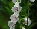 Digitalis purpurea