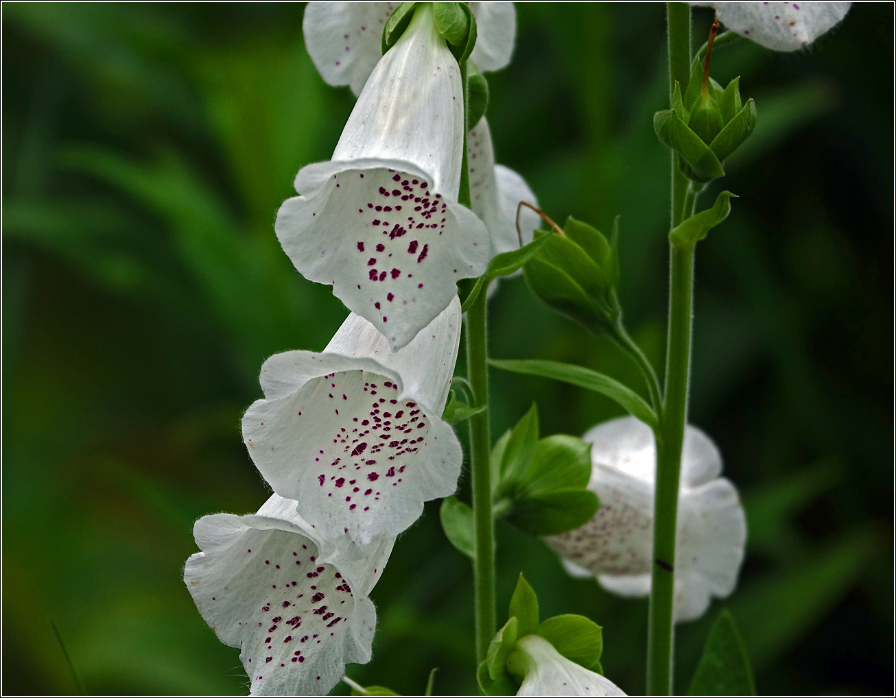 Изображение особи Digitalis purpurea.