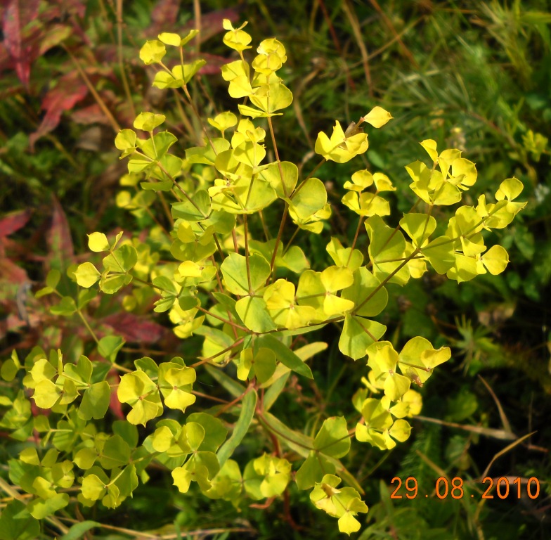 Image of Euphorbia virgata specimen.