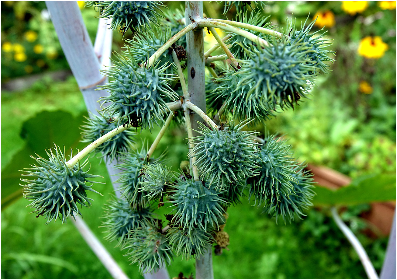 Изображение особи Ricinus communis.