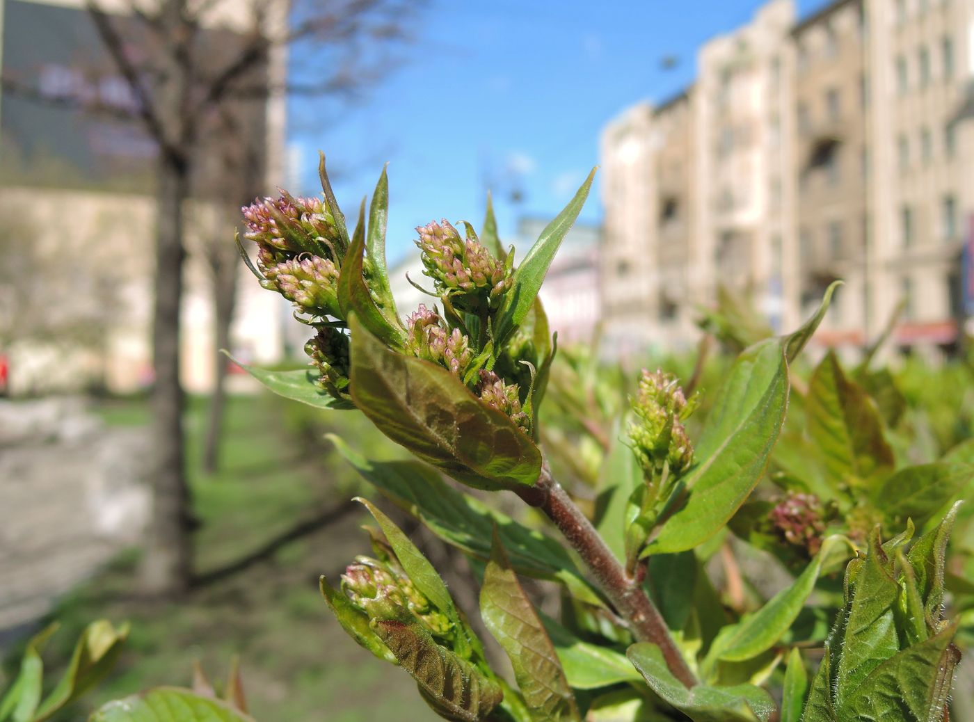 Изображение особи Syringa × henryi.