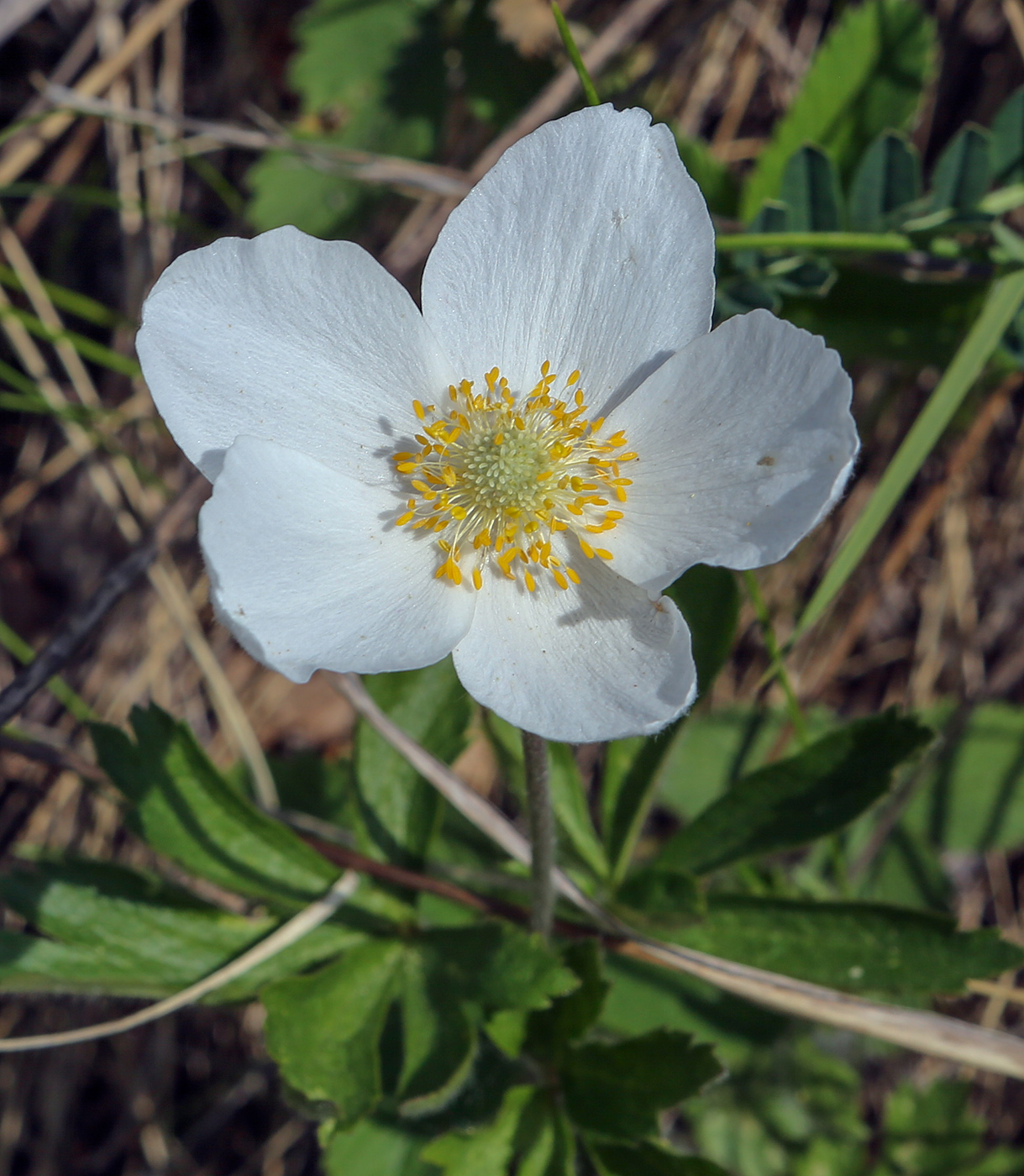 Изображение особи Anemone sylvestris.