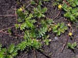 Potentilla anserina