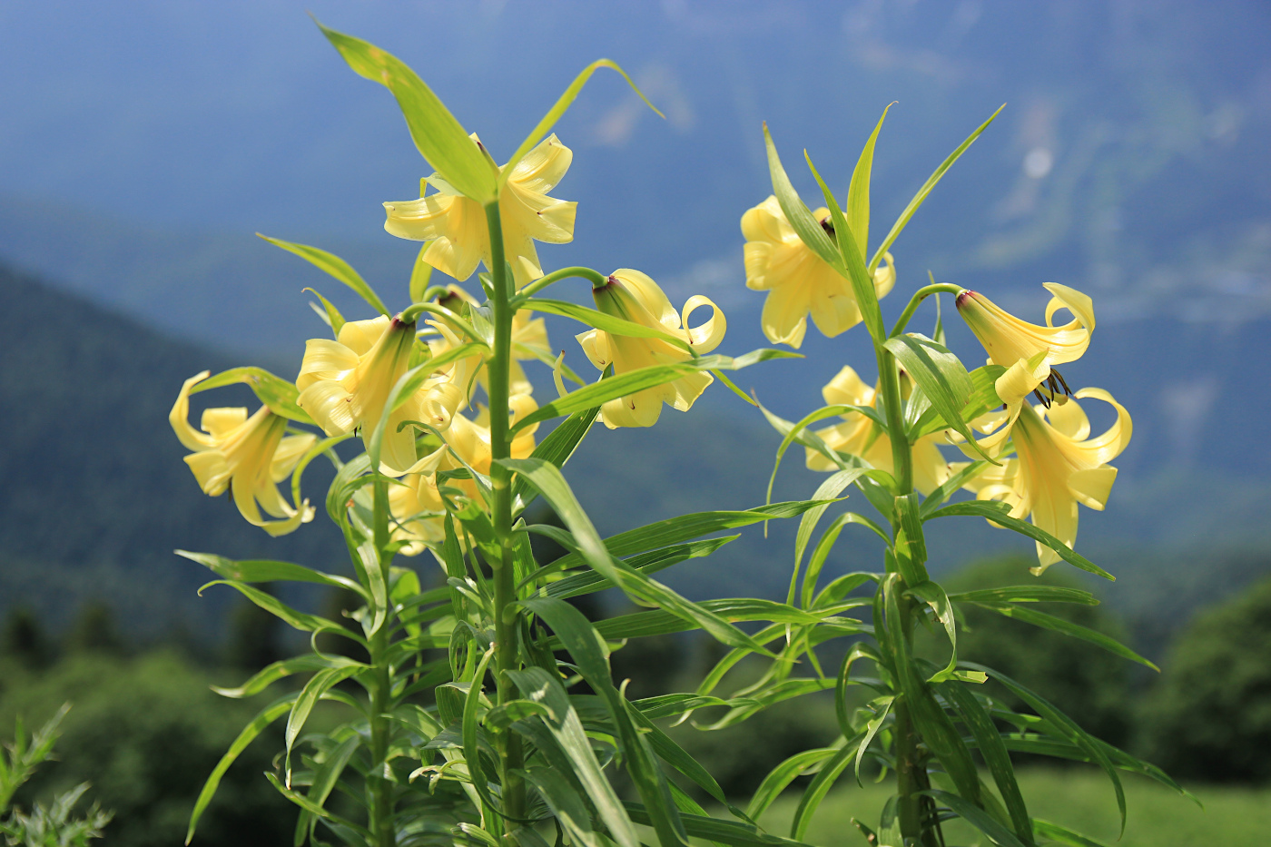 Image of Lilium kesselringianum specimen.