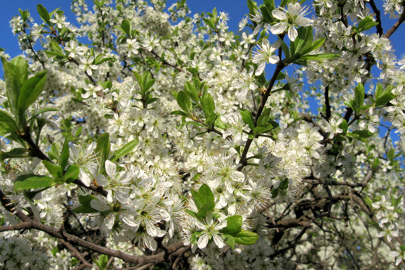 Изображение особи Prunus domestica.