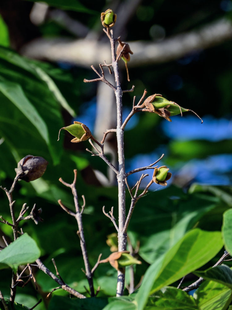 Image of Paulownia tomentosa specimen.