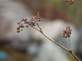 род Enkianthus. Верхушка ветки с почками и остатками соплодий. Краснодар, парк \"Краснодар\", Японский сад, в культуре. 21.03.2024.