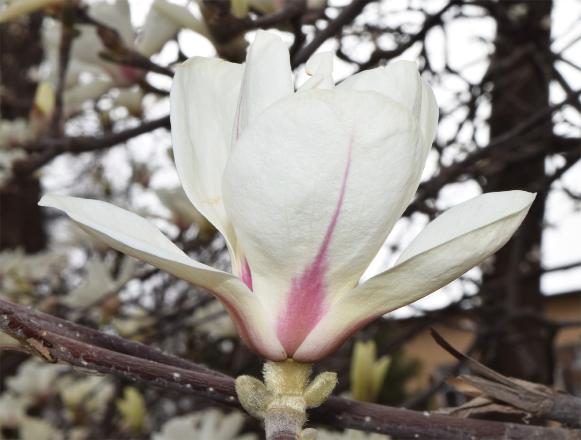 Image of Magnolia denudata specimen.