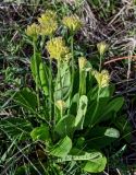 Primula macrocalyx. Плодоносящее растение. Хакасия, Боградский р-н, окр. с. Большая Ерба, степь. 07.06.2022.