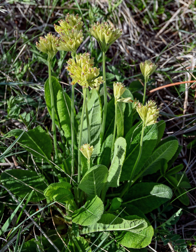 Image of Primula macrocalyx specimen.