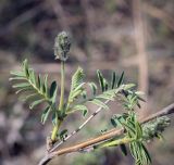 Astragalus cornutus. Часть веточки с развивающимися соцветиями. Ростовская обл., окр. г. Донецк, правый берег р. Северский Донец, щебнистый склон. 09.04.2024.