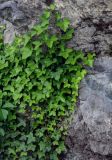Hedera helix. Побеги вегетирующего растения. Грузия, Самцхе-Джавахети, г. Ахалцихе, у подножия скалы. 12.06.2023.
