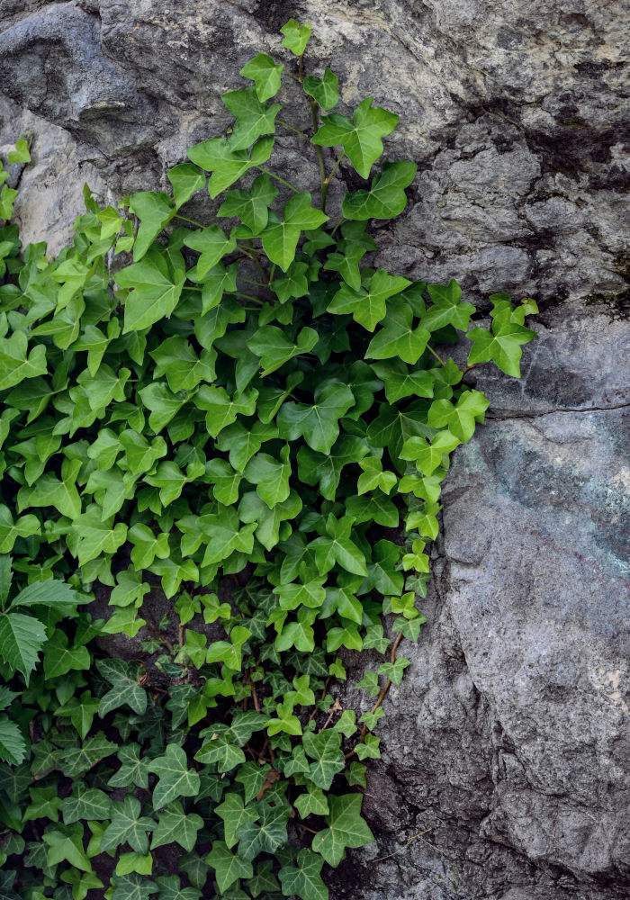 Image of Hedera helix specimen.