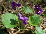Viola odorata
