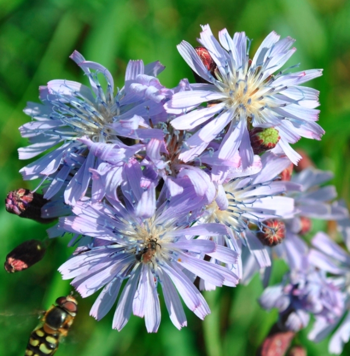 Image of Lactuca sibirica specimen.