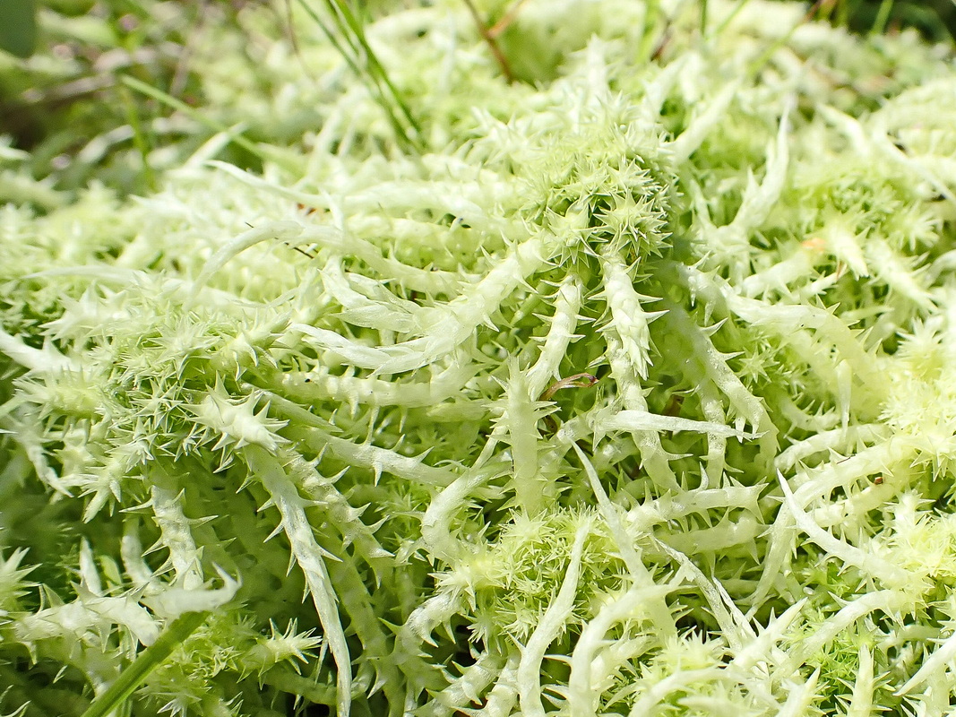 Image of Sphagnum squarrosum specimen.