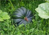 Cucurbita pepo