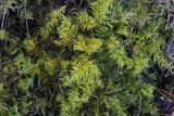 Thuidium recognitum