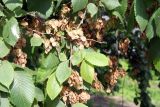 Ulmus laevis. Ветвь с плодами. Псков. 08.06.2006.