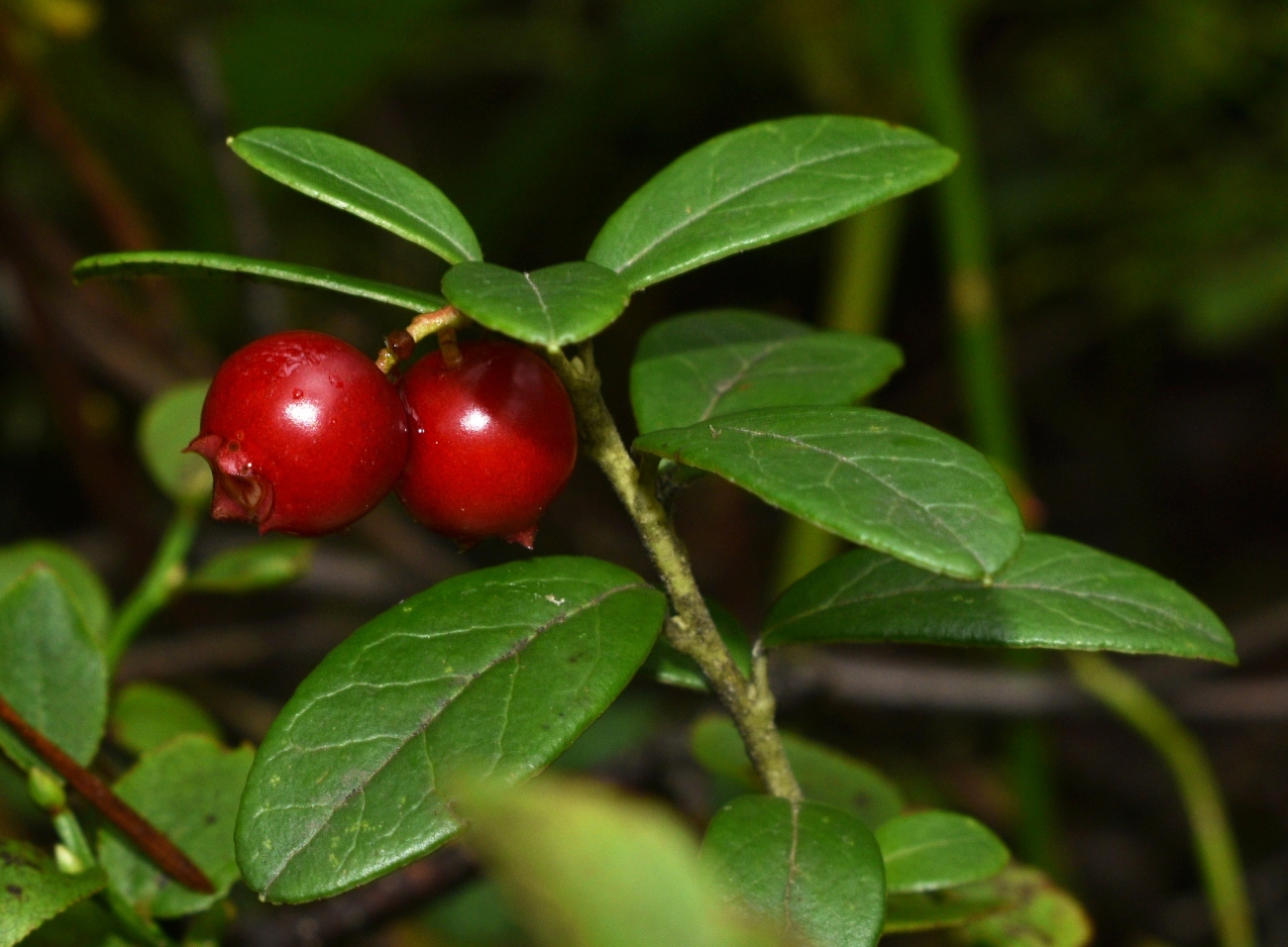 Изображение особи Vaccinium vitis-idaea.