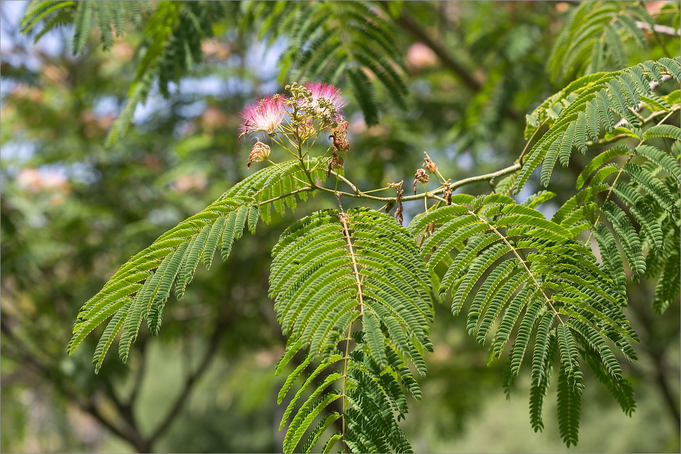 Изображение особи Albizia julibrissin.