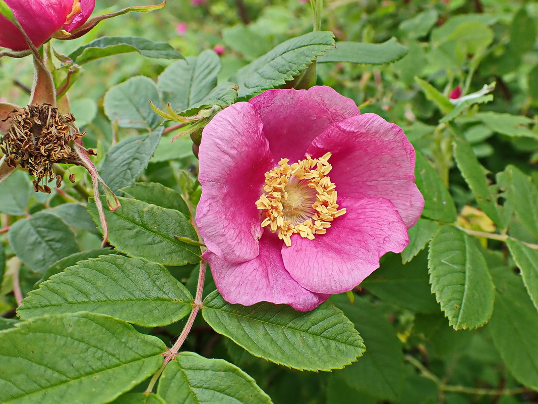 Image of genus Rosa specimen.