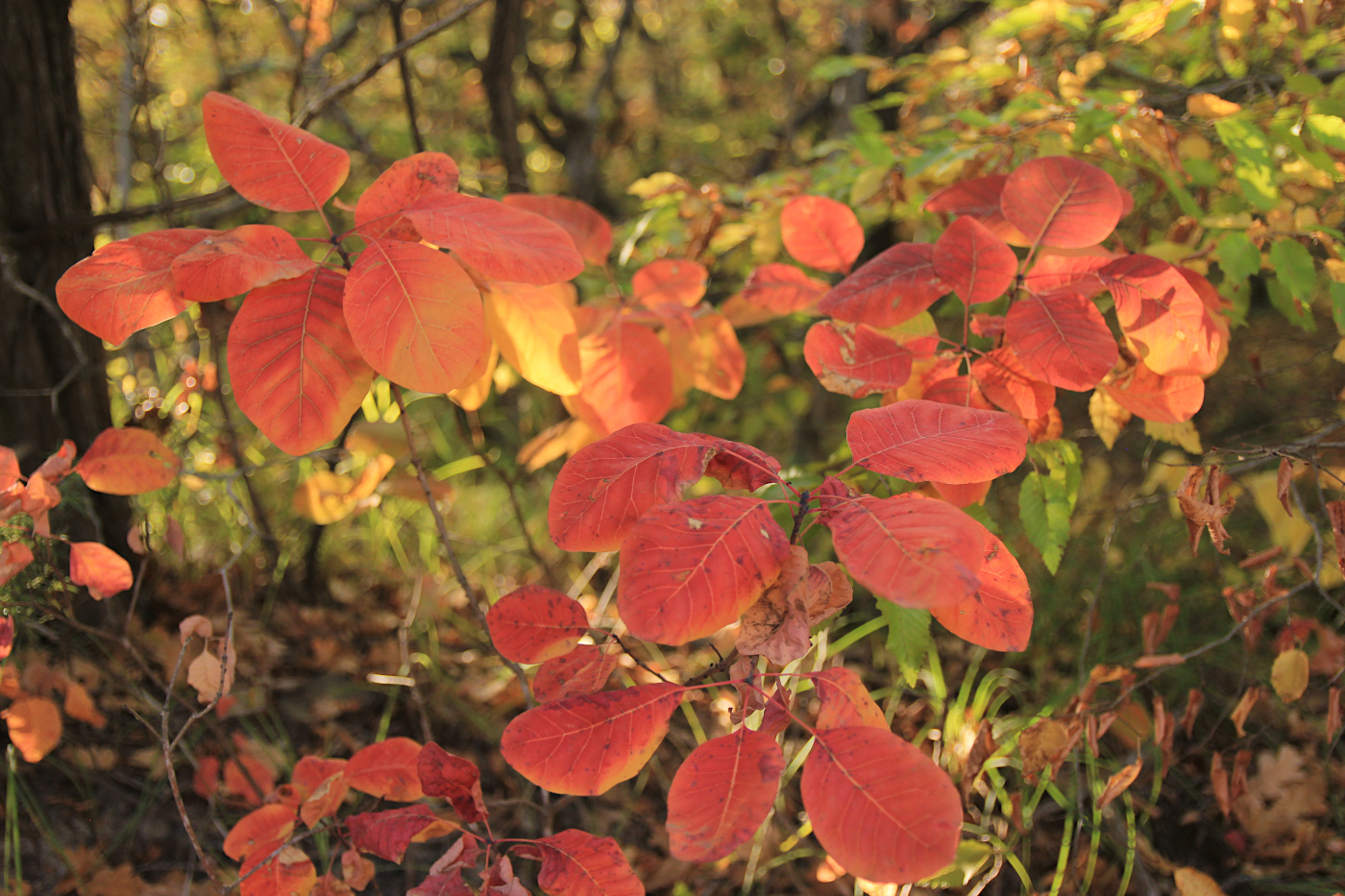 Изображение особи Cotinus coggygria.