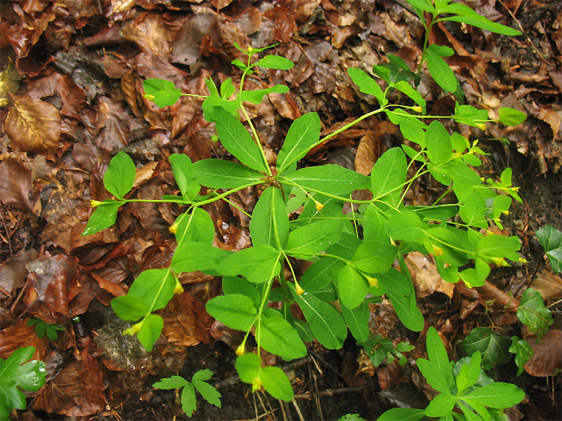 Image of Euphorbia carniolica specimen.