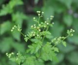 Pyrethrum parthenifolium. Верхушка расцветающего растения. Грузия, Самцхе-Джавахети, г. Боржоми, окр. Серных бассейнов, Боржомское ущ., лес. 28 мая 2018 г.