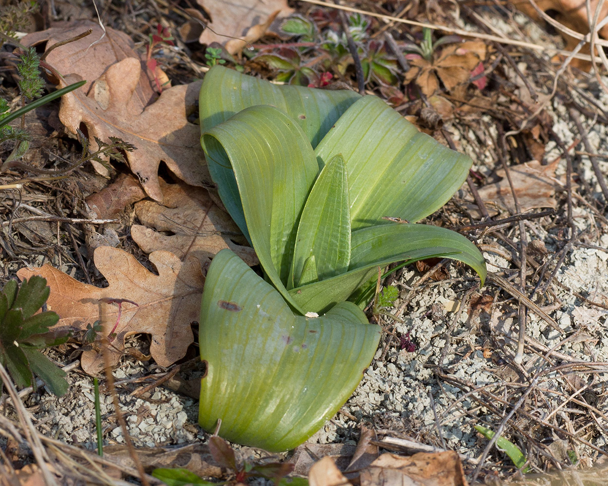 Изображение особи семейство Orchidaceae.