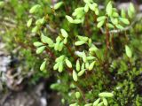 род Bryum