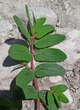 Euphorbia nutans