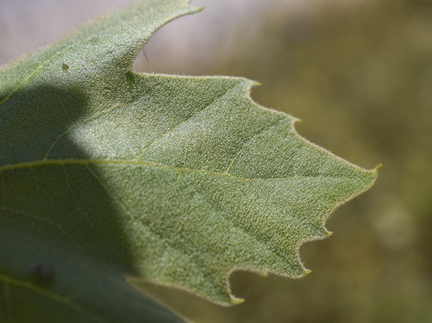 Image of Platanus &times; acerifolia specimen.