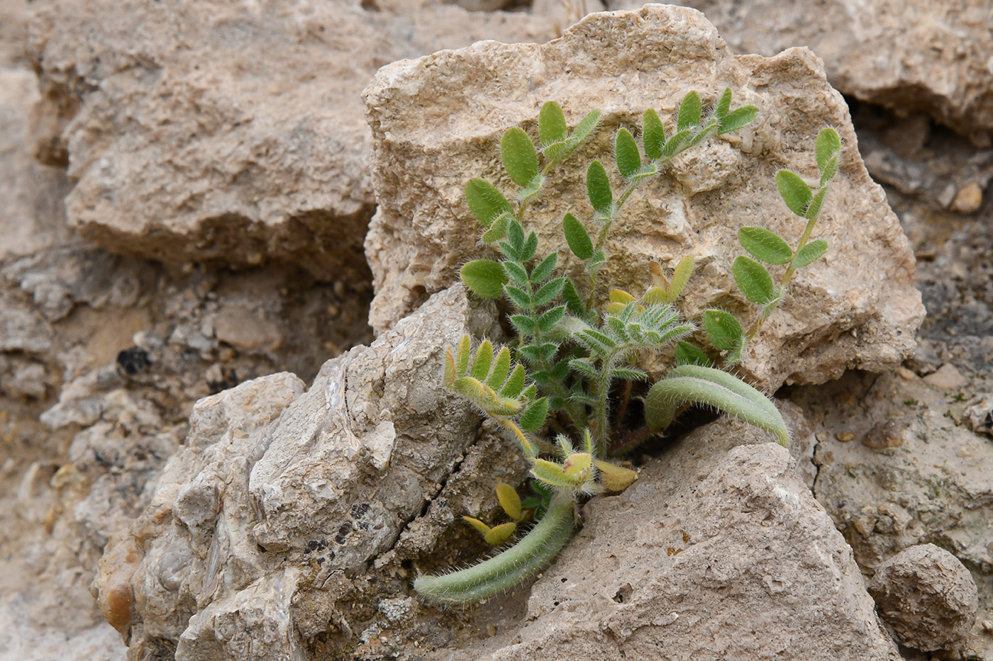 Image of genus Astragalus specimen.