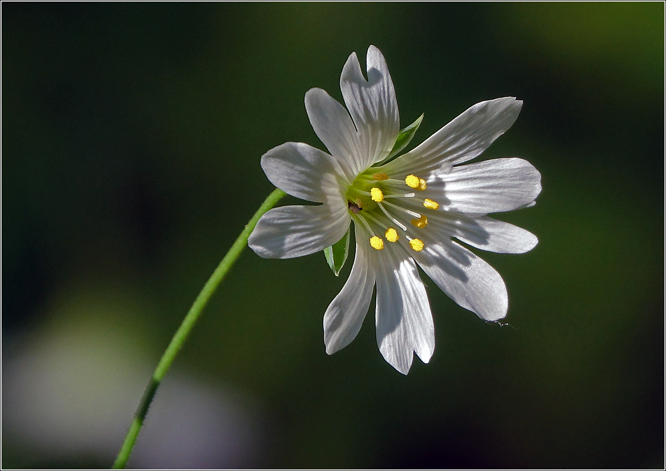 Image of Stellaria holostea specimen.