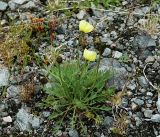 Papaver lapponicum подвид jugoricum. Цветущее растение. Коми, Интинский р-н, нац. парк \"Югыд Ва\", Приполярный Урал, бассейн р. Пелингичей, долина руч. Южный, техногенная площадка. 17.07.2010.