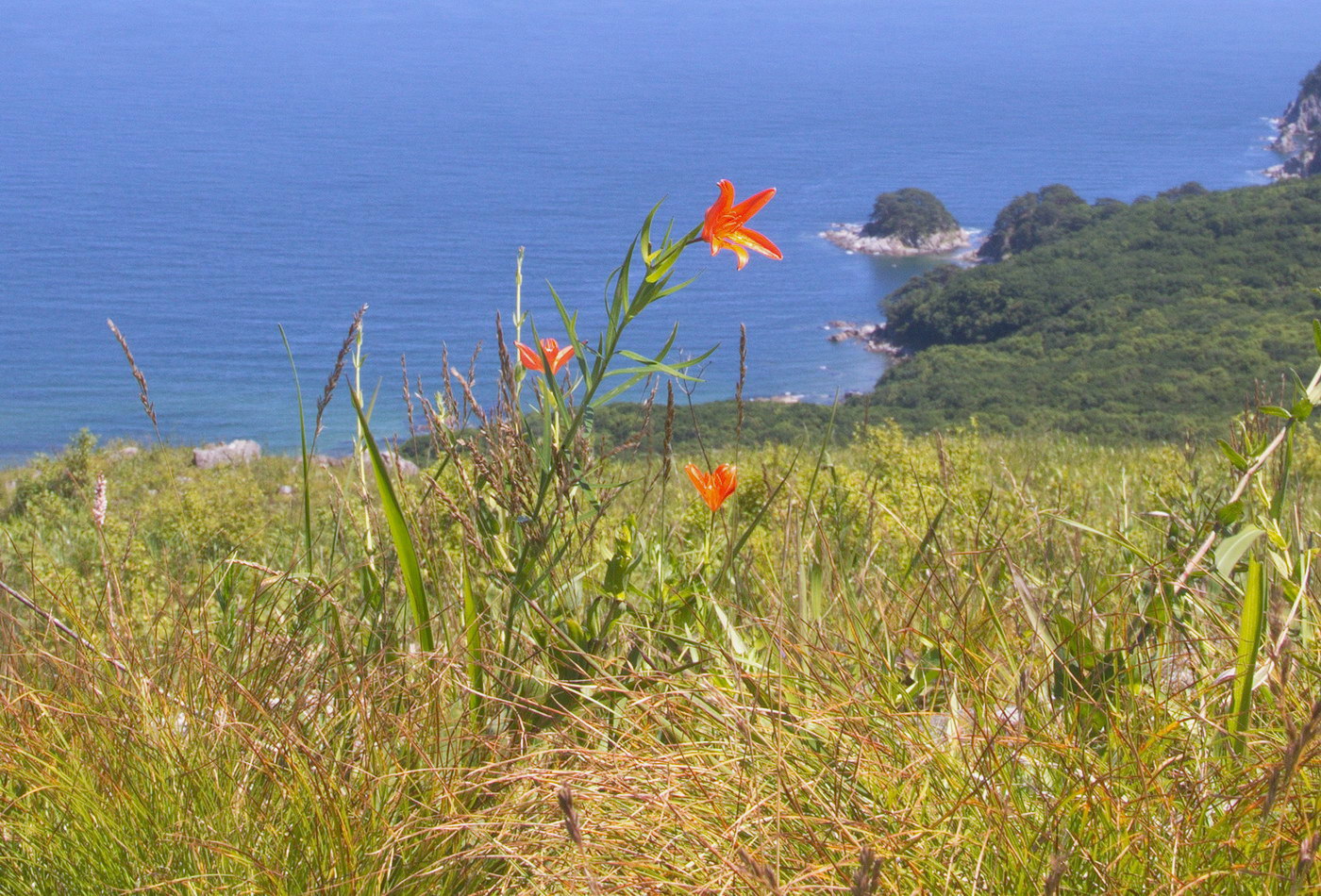 Image of Lilium buschianum specimen.