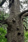 Picea wilsonii. Часть ствола. Китай, пров. Шэньси, национальный парк \"Хуашань\", ≈ 2000 м н.у.м., смешанный лес. 02.06.2025.