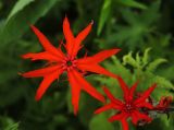 View full-size image Lychnis fulgens