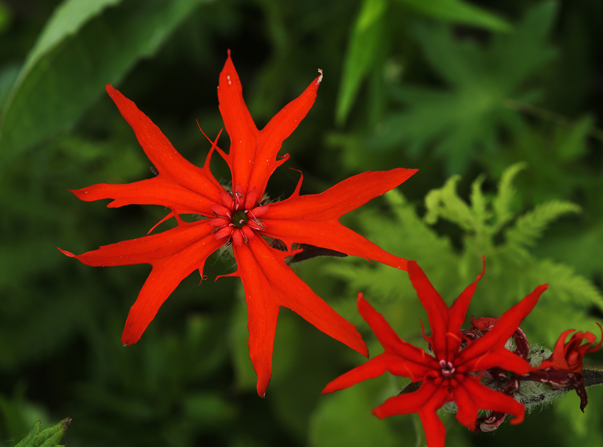 Image of Lychnis fulgens specimen.